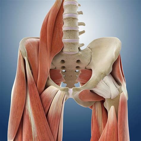 Anatomy Hip Joint Muscles at Vivian Nelson blog