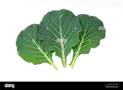 Smooth green leaves growing Cut Out Stock Images &amp; Pictures - Alamy