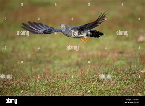 Common cuckoo flying in hi-res stock photography and images - Alamy