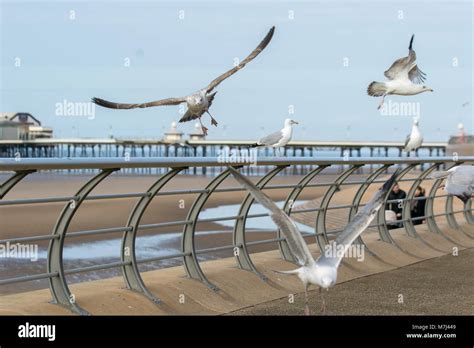 Seagulls on warm spring hi-res stock photography and images - Alamy