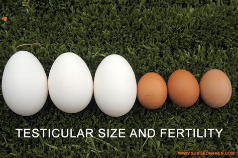 Testicular Size and Fertility