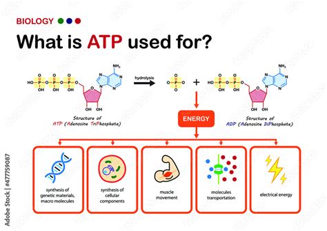 Biology diagram explain using of ATP, the power energy carrier in cell, what does ATP used for ...