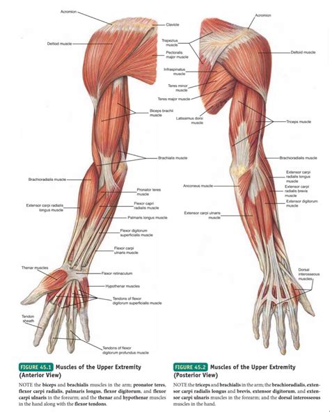 Muscles of Upper limb : Anterior and Posterior view | Human muscle ...