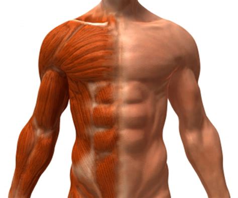 How Ectomorphs Can Build Muscle &amp; How Many Days A Week They Should ...