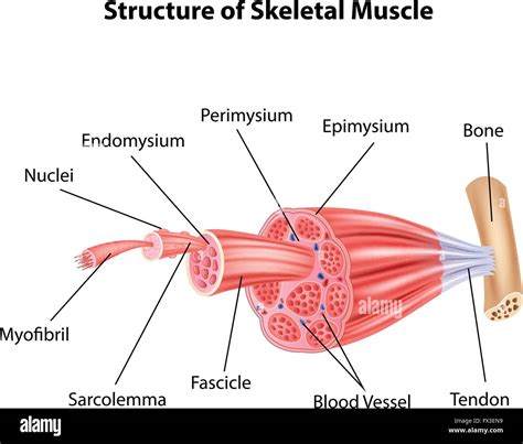 Illustration of Structure Skeletal Muscle Anatomy Stock Vector Image ...