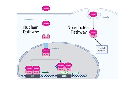 Estrogen Receptor Signaling | BioRender Science Templates