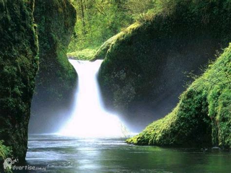 Natural Facts - NATURAL THINGS