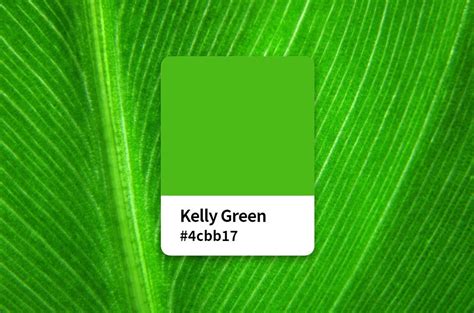 Everything About Kelly Green Color: Color Meaning, Hex Code, Symbolism