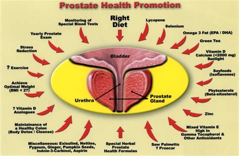 What specific dietary compounds are most beneficial for supporting prostate health in men?