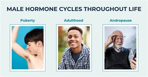 Do Men Have Hormonal Cycles? A Month-Long Study Explained | PureHealth ...