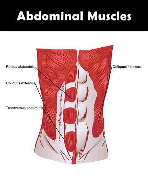 Core Anatomy Muscles at Gregory Cook blog