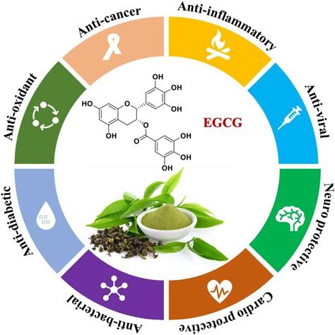 the multifaceted therapeutic potential of eGCG. | Download Scientific Diagram