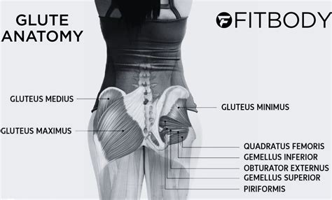 Glute Imbalance in Women: Why It Happens & How to Fix It Fast!
