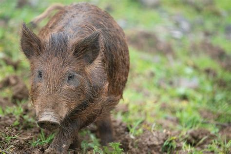 Wild boar - FakharaAimiee