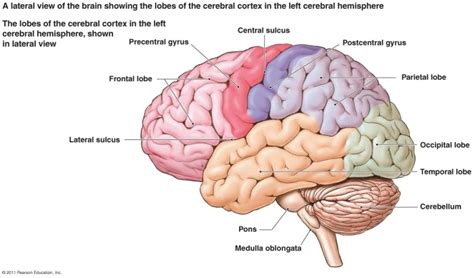 Brain PNG Free Download