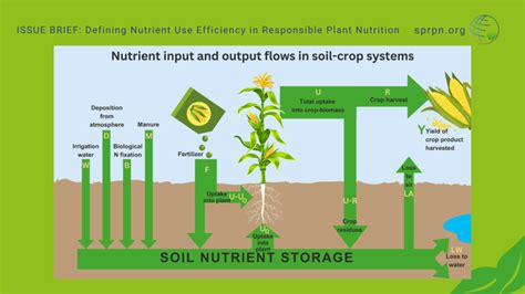 Defining Nutrient Use Efficiency in Responsible Plant Nutrition – SPRPN