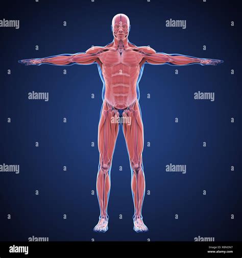 Muscular system hi-res stock photography and images - Alamy