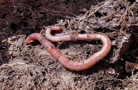 Worms - Quotes and Proverbs - QuoteProverbs