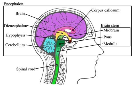 The anatomy of the human brain – Speechneurolab