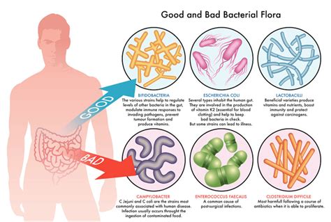 Gut Microbiome Diversity & Disease | Biom Probiotics| Microbiome Diversity