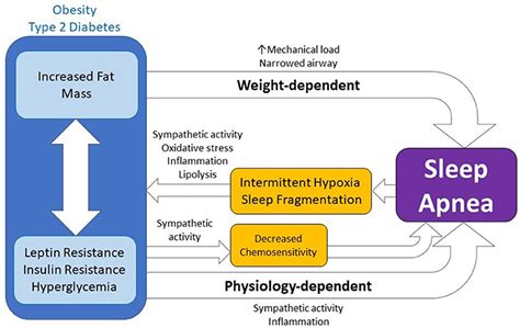 Frontiers | The Bidirectional Relationship Between Obstructive Sleep ...