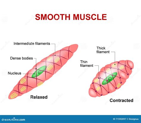 Smooth muscle tissue stock vector. Illustration of autonomic - 71592097