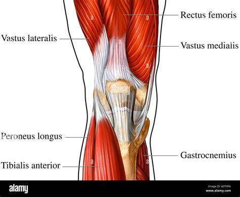 Knee Anatomy Muscle Attachments at Gretchen Kelli blog