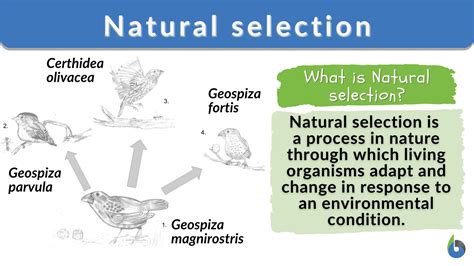 Natural Selection - Biology Simple