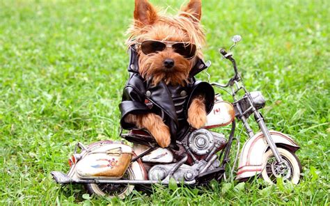 Cool Dog Backgrounds - Wallpaper Cave