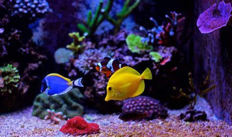 Tropical Fish: What Defines Them and Which Breeds are Popular for ...