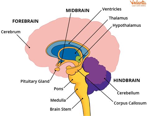 Human Brain: Definition, Parts &amp; Functions Explained Easily