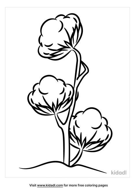 Cotton Drawing Plant Boll Drawings Illustration Engraving Sketches Draw Flower Botanical Graphic ...