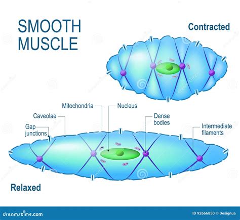Smooth Muscle Diagram - Muscles - Smooth muscle is a type of tissue ...