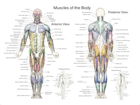 Muscles In The Human Body Diagram - Muscles Of The Trunk Anatomy Diagram Pictures Kenhub : The ...