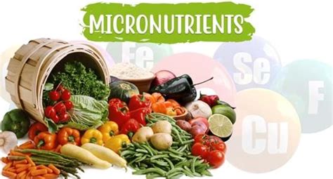 Micronutrients - why are they important?