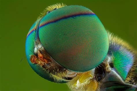 What Is Macro Photography? Definition &amp; Tutorials