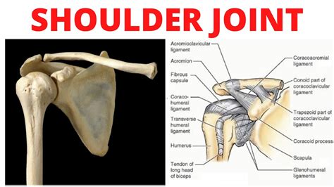 Other Words For The Shoulder Joint at Arthur Dwyer blog