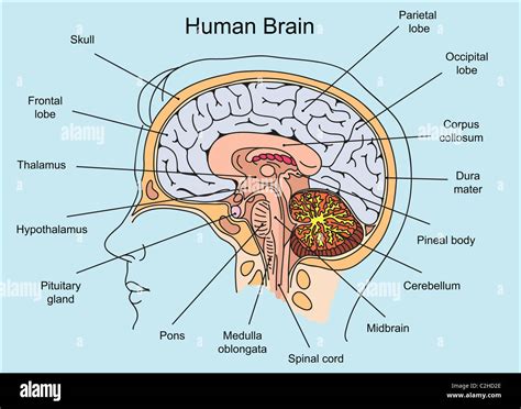 Structure Of The Brain Diagram Structure Of Human Brain Sect