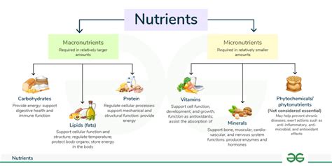 Beyond protein: What micronutrients truly boost men’s focus & sustained energy?