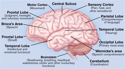 What do the different parts of your brain control... well, here you go ...