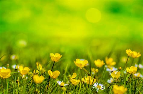 Natural Backgrounds With Flowers Free Stock Photo - Public Domain Pictures