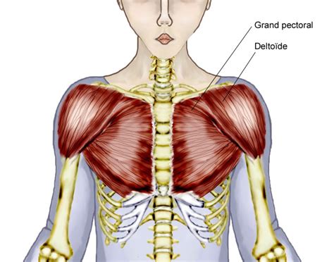 Overview Of Chest Muscles