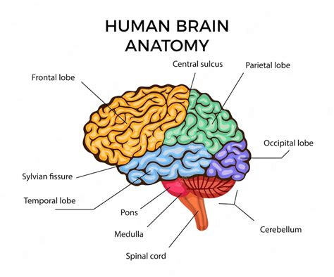 Premium Vector | Human brain anatomy infographics diagram with sections ...