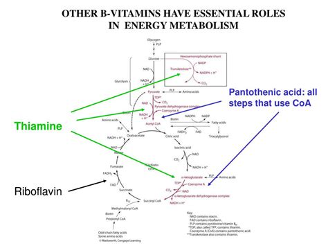 PPT - INTRODUCTION TO B-VITAMINS: ROLE OF B-VITAMINS IN METABOLIC ...