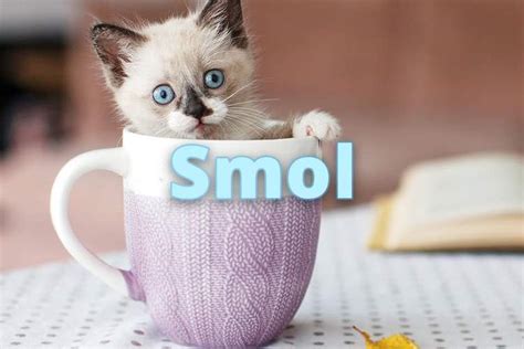 SMALLNESS Definition &amp; Meaning - Merriam-Webster