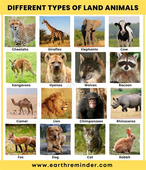 18 Different Types of Land Animals | Earth Reminder