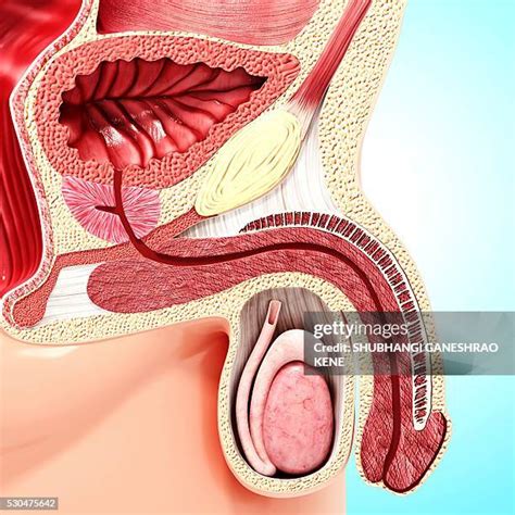 401 Enlarged Prostate Stock Photos, High-Res Pictures, and Images - Getty Images