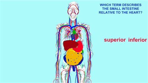 superior vs inferior anatomical directional terms - YouTube