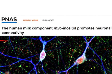 A micronutrient supports brain development – Biederer Lab