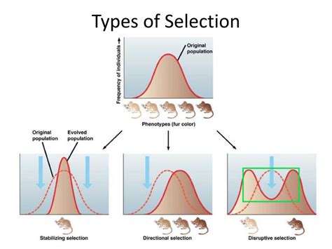 PPT - Natural Selection & Adaptation PowerPoint Presentation, free ...